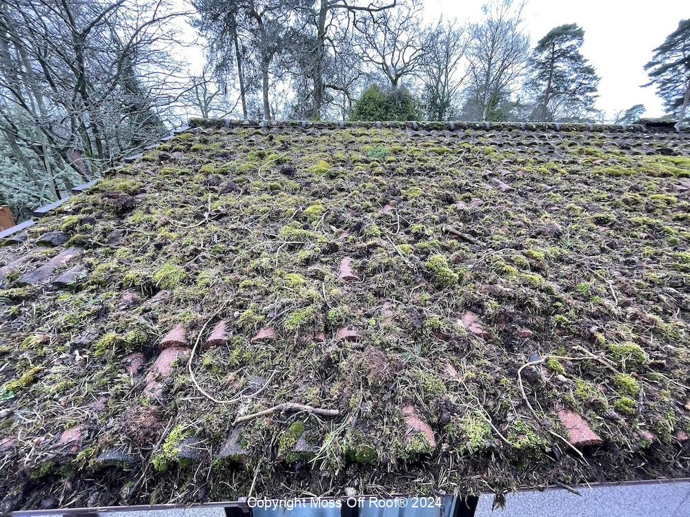 Tiled roof overrun with thick moss and plant growth before cleaning