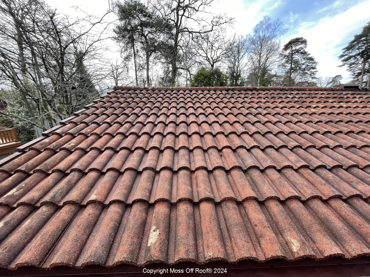 Freshly cleaned red barrel-tile roof after moss removal, surrounded by trees