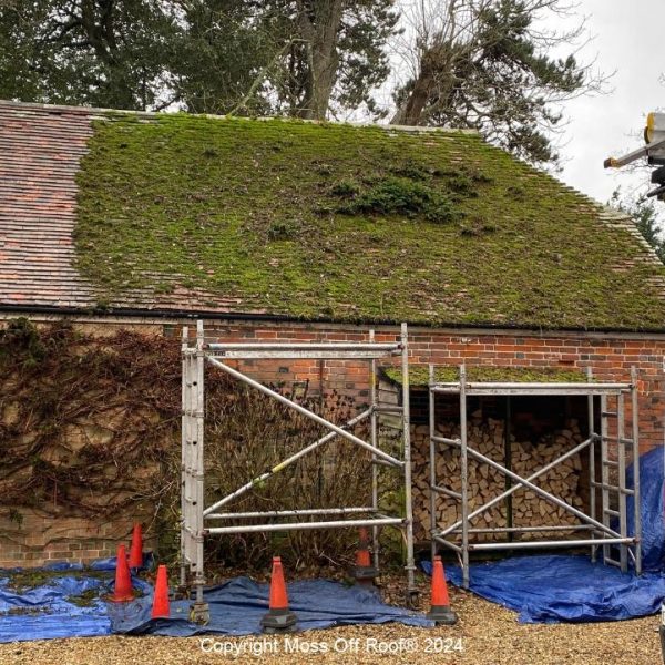 Heavy moss growth on tiled roof before removal by Moss Off Roof team